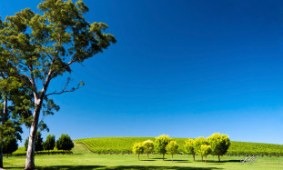 Green nature in Australia