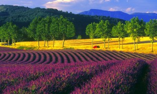 A common french landscape