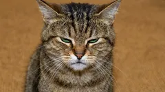 5 segnali preoccupanti che la tua gatta non sta bene vicino a te