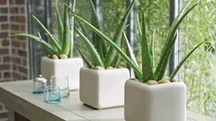 Il davanzale come paradiso per l’aloe: il segreto per una messa a dimora e una luce perfette