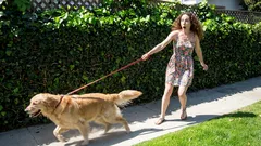 Come insegnare al cane a camminare tranquillo, senza urlare né strattonare