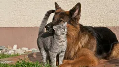 Possono vivere insieme: il segreto per un incontro sicuro tra gatto e cane