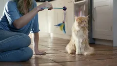 Quali persone i gatti rispettano davvero — e chi ignorano