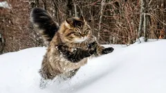 Avete visto anche voi un gatto camminare sulla neve? Ecco cosa succede davvero alle sue zampe