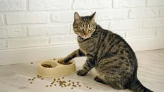 Perché il gatto non finisce il cibo nella ciotola e ti guarda con rimprovero