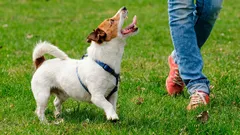 Il tuo cane ti segue come un’ombra? Non è solo un’abitudine: ecco cosa sta succedendo davvero