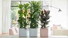 Stai annaffiando il ficus troppo spesso: ecco a cosa porta