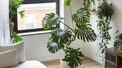 Cosa rende davvero enormi le foglie della monstera