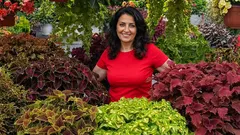 Queste piante sembrano uscite dalla giungla, ma crescono anche qui