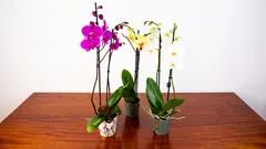 Come far rifiorire l’orchidea in casa