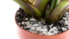 Patina bianca sul terreno? Potrebbe uccidere le tue piante: semplici passaggi per salvarle