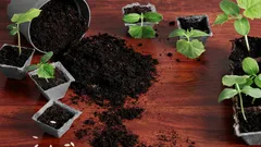 Risparmia sull’acquisto del terriccio per le piantine: ecco un metodo che funziona davvero