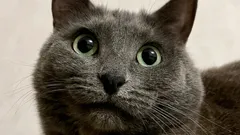 Parli con il gatto… e lui ti ascolta davvero? La scienza lo spiega