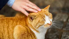 Perché il gatto chiede di essere preso in braccio — e cosa significa per il tuo cuore